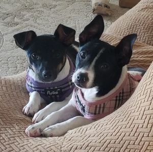 Meet your Posher, Sheryl